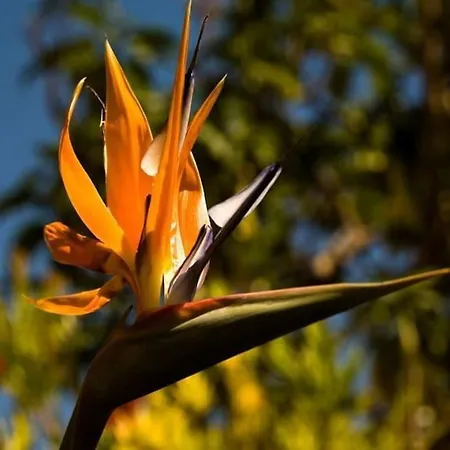 Luxurious Close To Puerto Banus Apartman