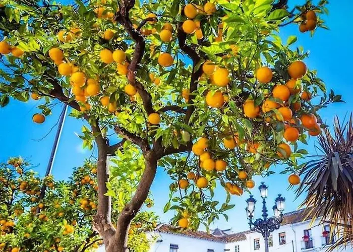 Luxurious Close To Puerto Banus