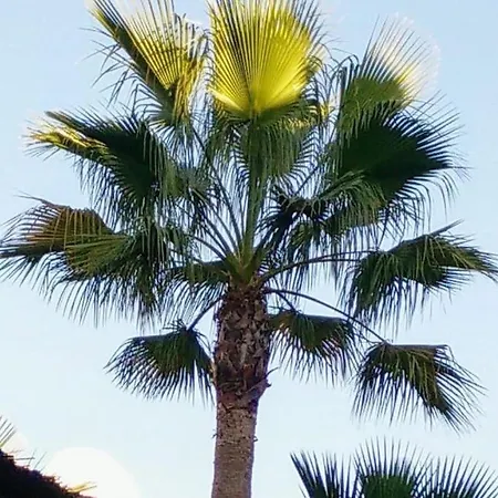 Luxurious Close To Puerto Banus